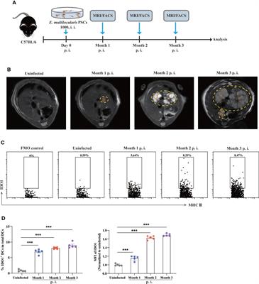 Indoleamine 2,3-dioxygenase 1 signaling orchestrates immune tolerance in Echinococcus multilocularis-infected mice